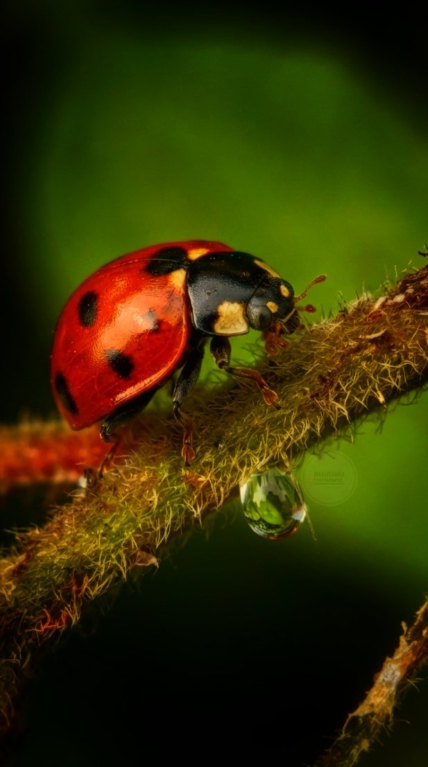 Images